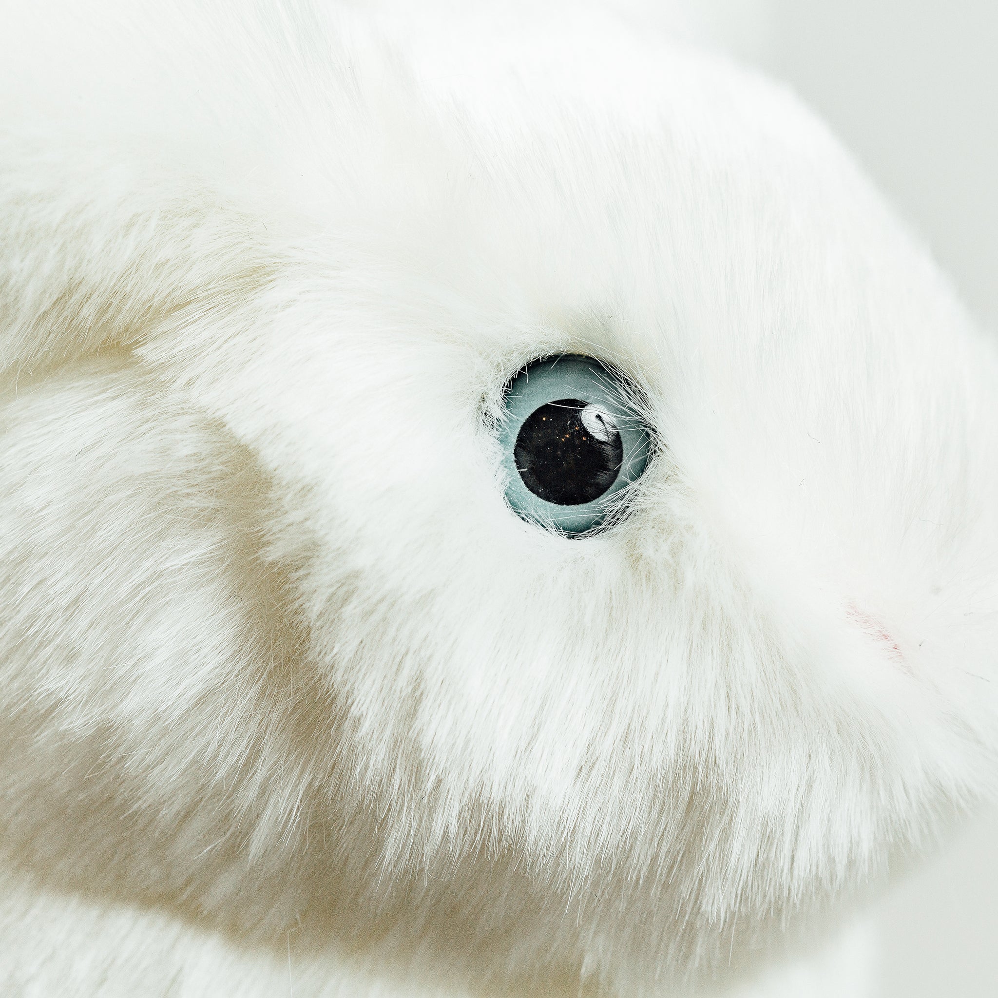 White Rabbit Plush